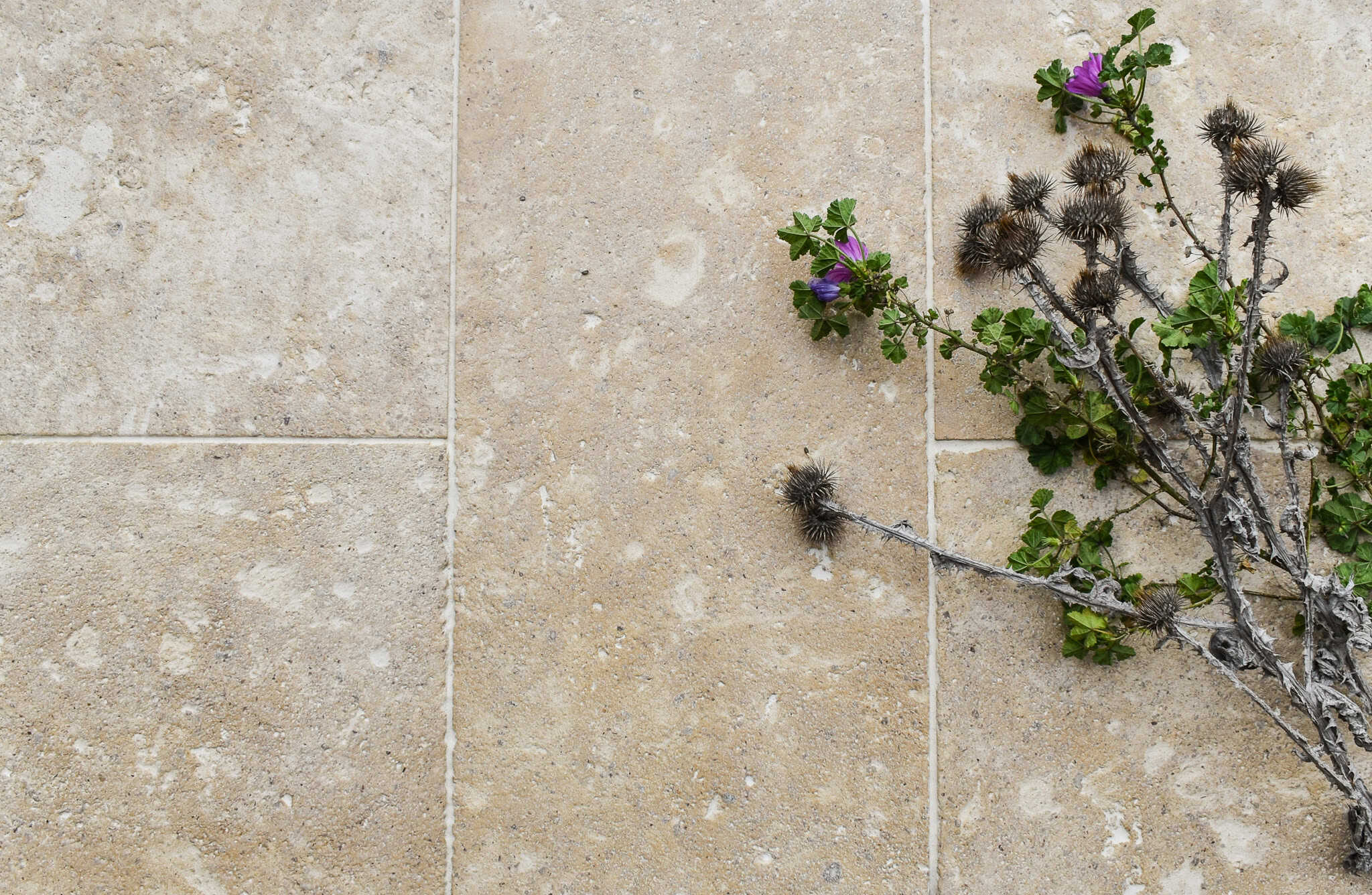 Ampilly roche limestone
